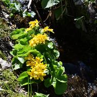 エゾノリュウキンカ（ｷﾝﾎﾟｳｹﾞ科、2026.4.17）