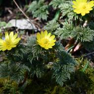 フクジュソウ（ｷﾝﾎﾟｳｹﾞ科、2026.4.17）