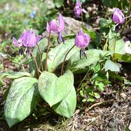 カタクリ（ﾕﾘ科、2026.4.17）