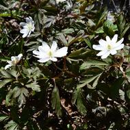 キクザキイチゲ（ｷﾝﾎﾟｳｹﾞ科、2026.4.24）