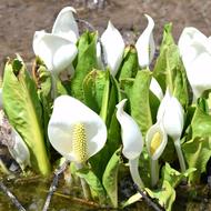 ミズバショウ（ｻﾄｲﾓ科、2026.4.17）