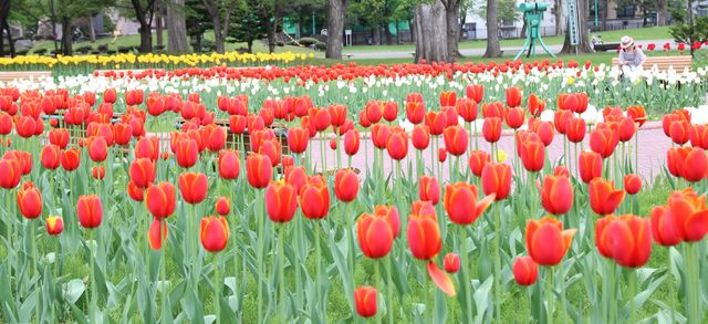 常磐公園ガーデンボランティア_2013_10_03