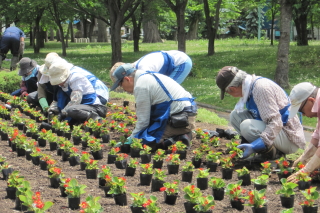 常磐公園ガーデンボランティア_2014_06_11