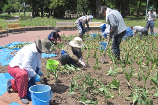 常磐公園ガーデンボランティア_2014_06_10