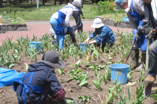 常磐公園ガーデンボランティア_2014_06_10