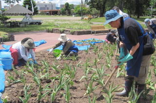 常磐公園ガーデンボランティア_2014_06_10