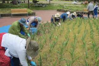 常磐公園ガーデンボランティア_2014_06_10