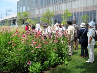 常磐公園ガーデンボランティア_2014_07_30