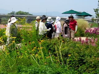 常磐公園ガーデンボランティア_2014_07_30