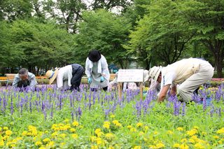 gardenvolunteer_20130711_09.jpg