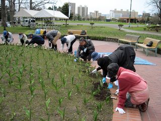 tokiwa_flower_2013_05_09_004.jpg