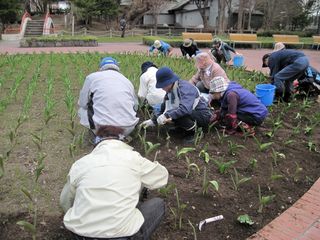 tokiwa_flower_2013_05_09_006.jpg