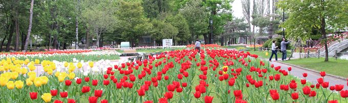 tokiwa_flower_2013_05_29_002.jpg