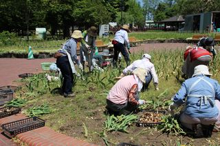 tokiwa_flower_2013_06_12_004.jpg