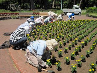 tokiwa_flower_2013_06_13_002.jpg