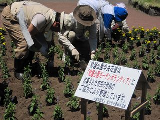 tokiwa_flower_2013_06_13_004.jpg