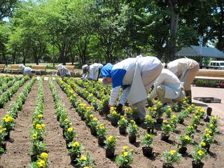 tokiwa_flower_2013_06_13_007.jpg