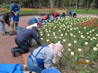 常磐公園ガーデンボランティア_2014_05_14