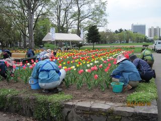 常磐公園ガーデンボランティア_2014_05_14