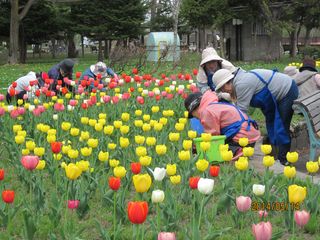 常磐公園ガーデンボランティア_2014_05_14