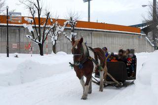 contact_horse_2019_01_001.jpg