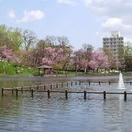 満開の桜と千鳥ケ池（５月初旬～中旬）