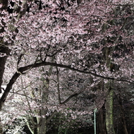 満開の桜とライトアップ（夜桜まつり）