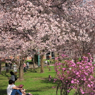 満開の桜（５月初旬～中旬）