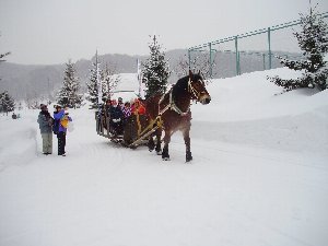 馬そり遊覧