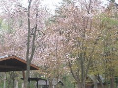 神楽岡公園