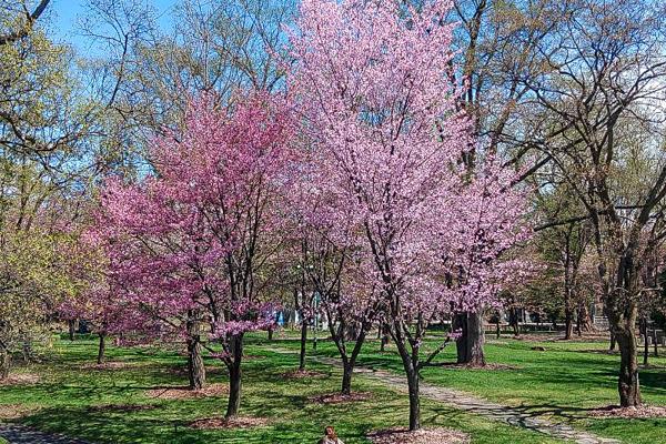 桜の開花情報 ||| 『あさひかわの公園』 - 公益財団法人旭川市公園緑地 