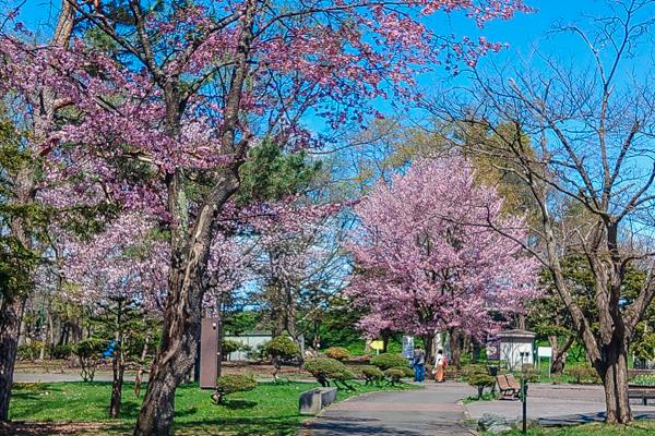 桜の開花情報 ||| 『あさひかわの公園』 - 公益財団法人旭川市公園緑地 