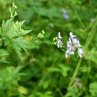 エゾトリカブト（ｷﾝﾎﾟｳｹﾞ科、2026.8.20）