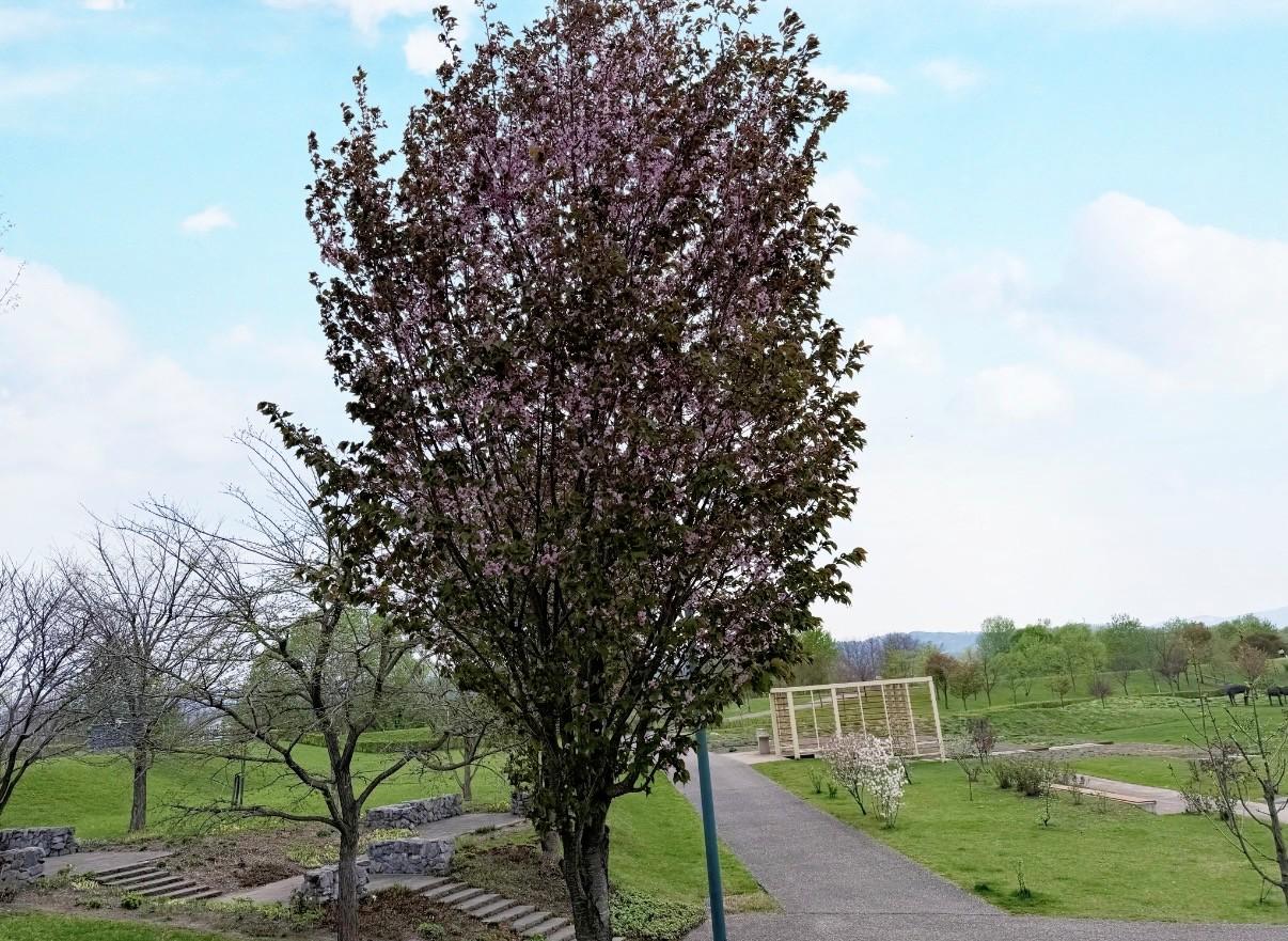 桜１.jpg