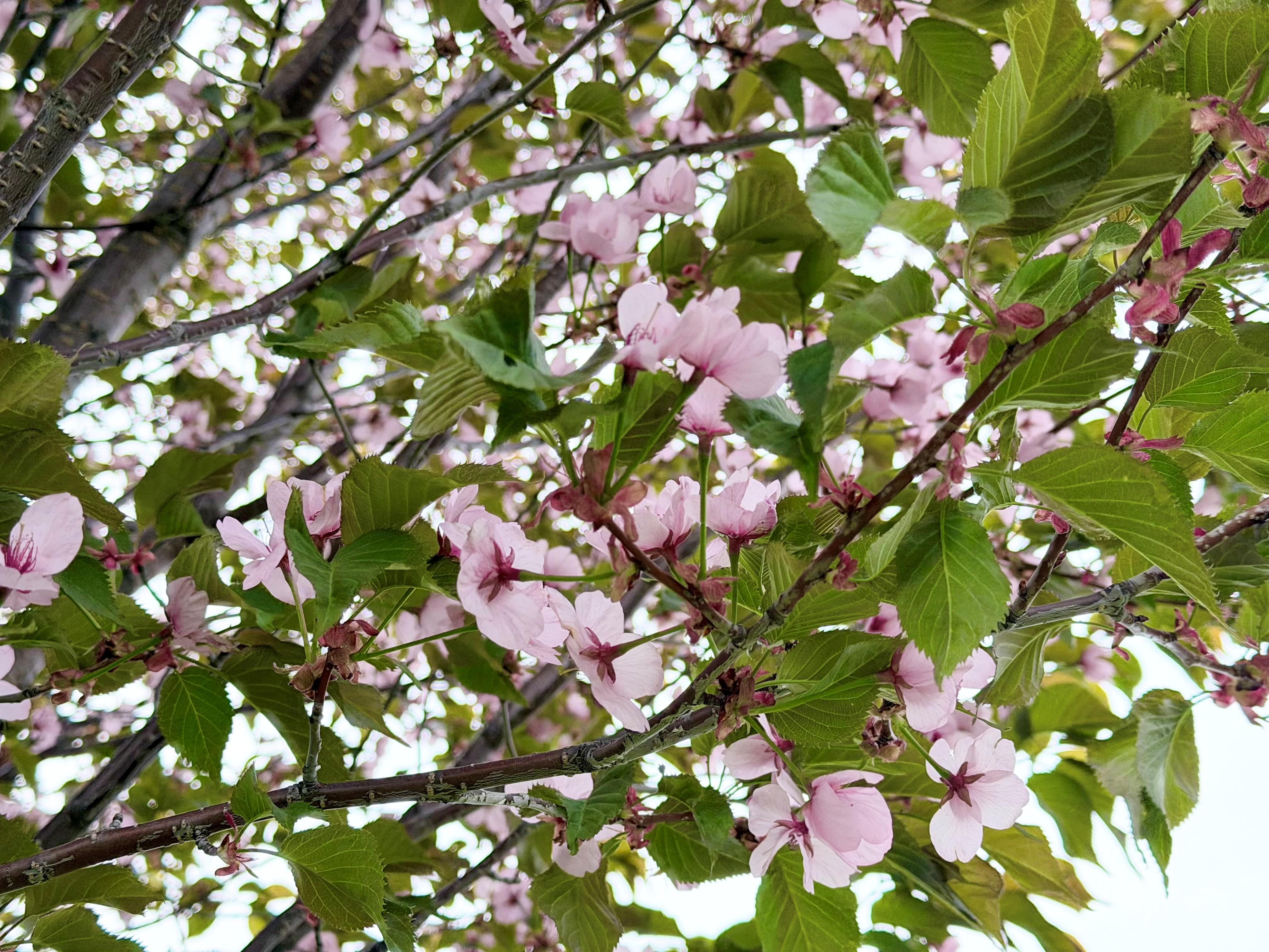 桜２.jpg